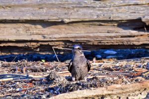 Purple Martin
